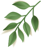 Elements summer sale banner NK5W2VA leaf 2.png